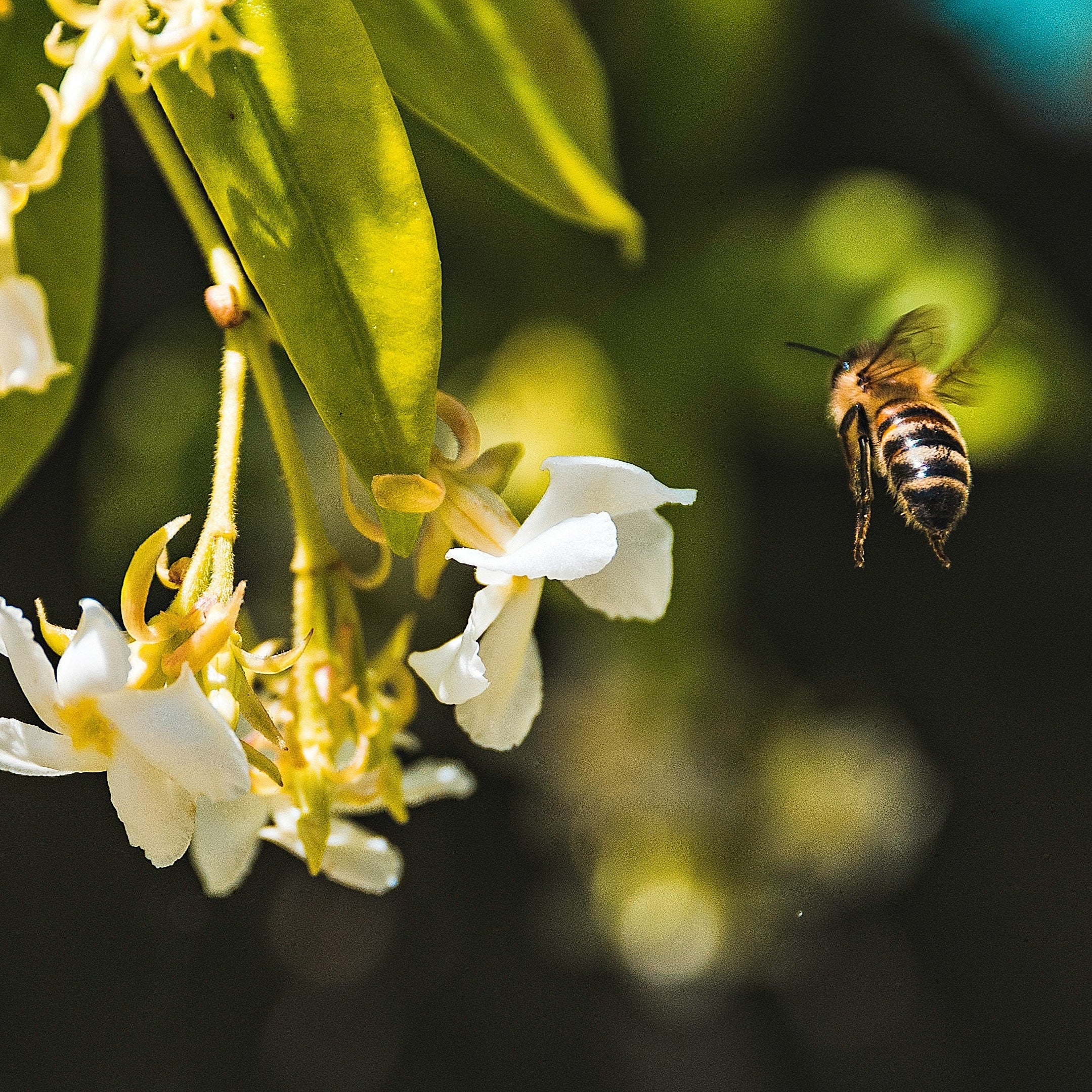A close up shot of a bee flying towards the white blossom of a coffee plant to pollinate them.