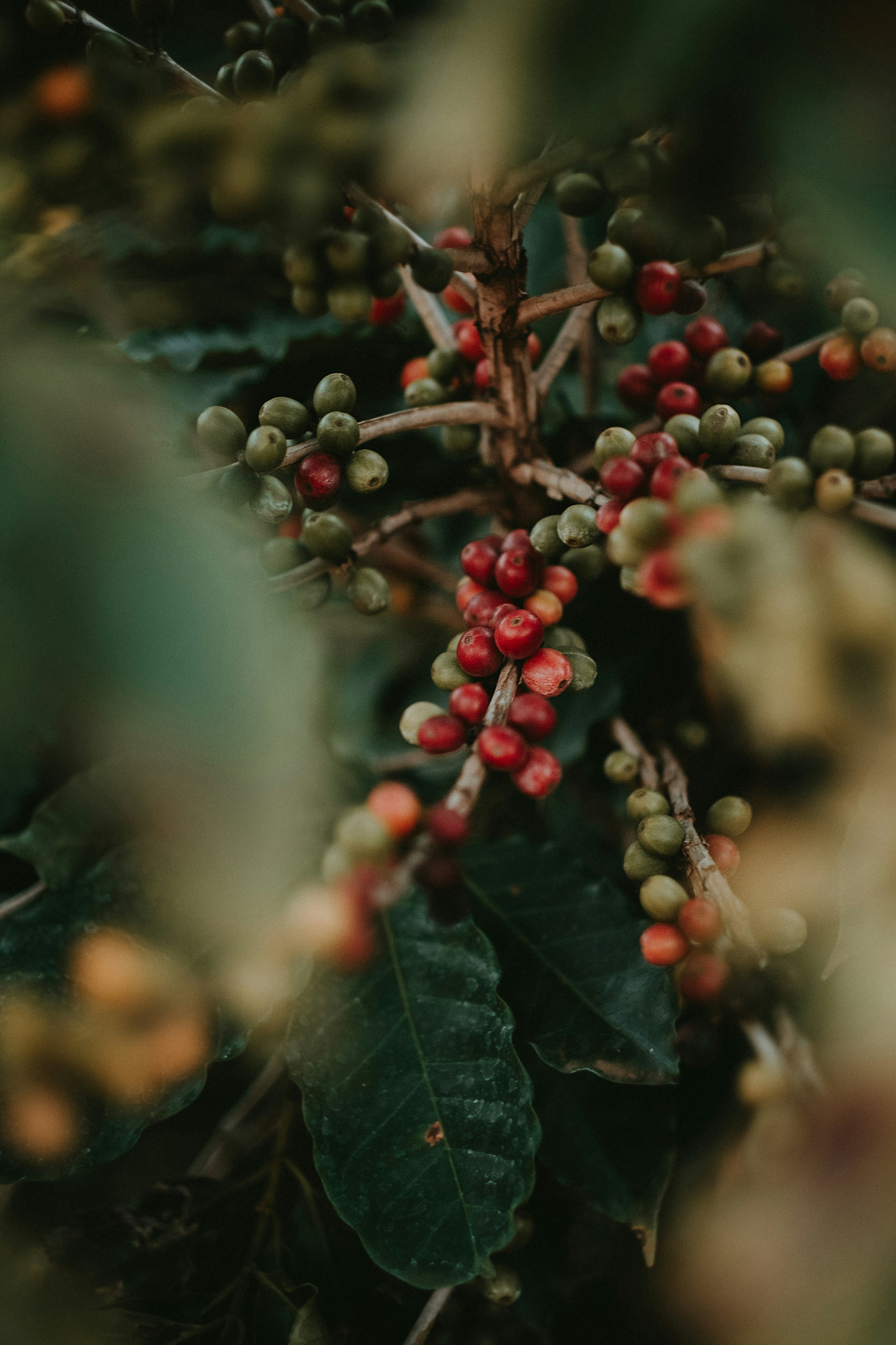 A bunch of twigs of a coffee plant filled with lots of cherries of different maturity stages.