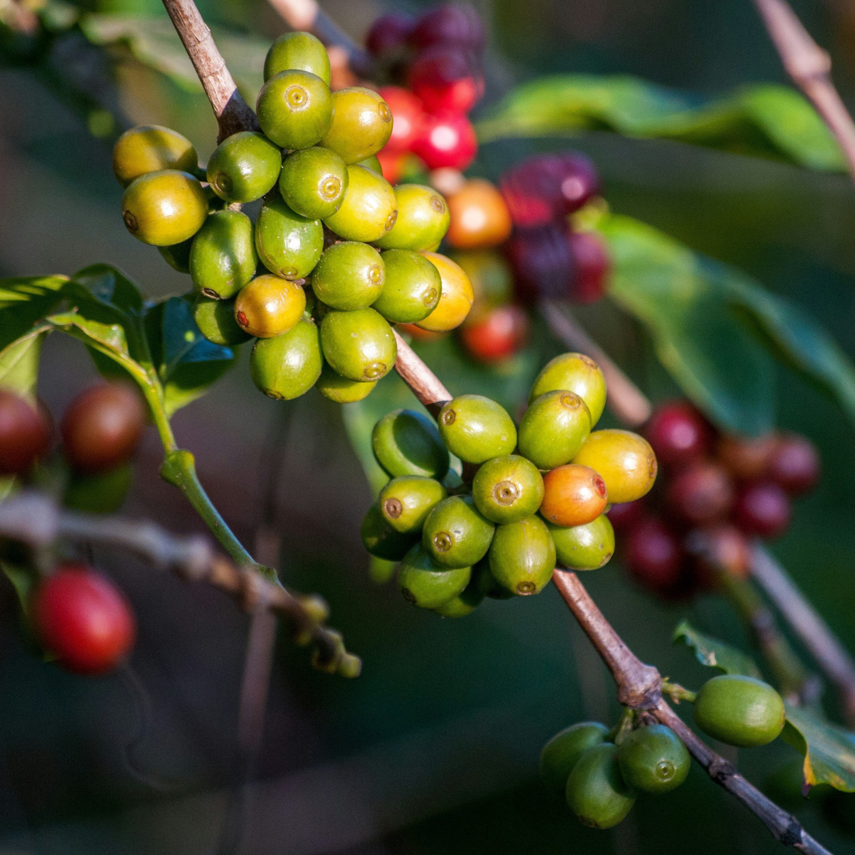 A bunch of green, unripe coffee cherries hanging on the branch of a coffee plant. Ripe, deeply red cherries can be seen in the backround.