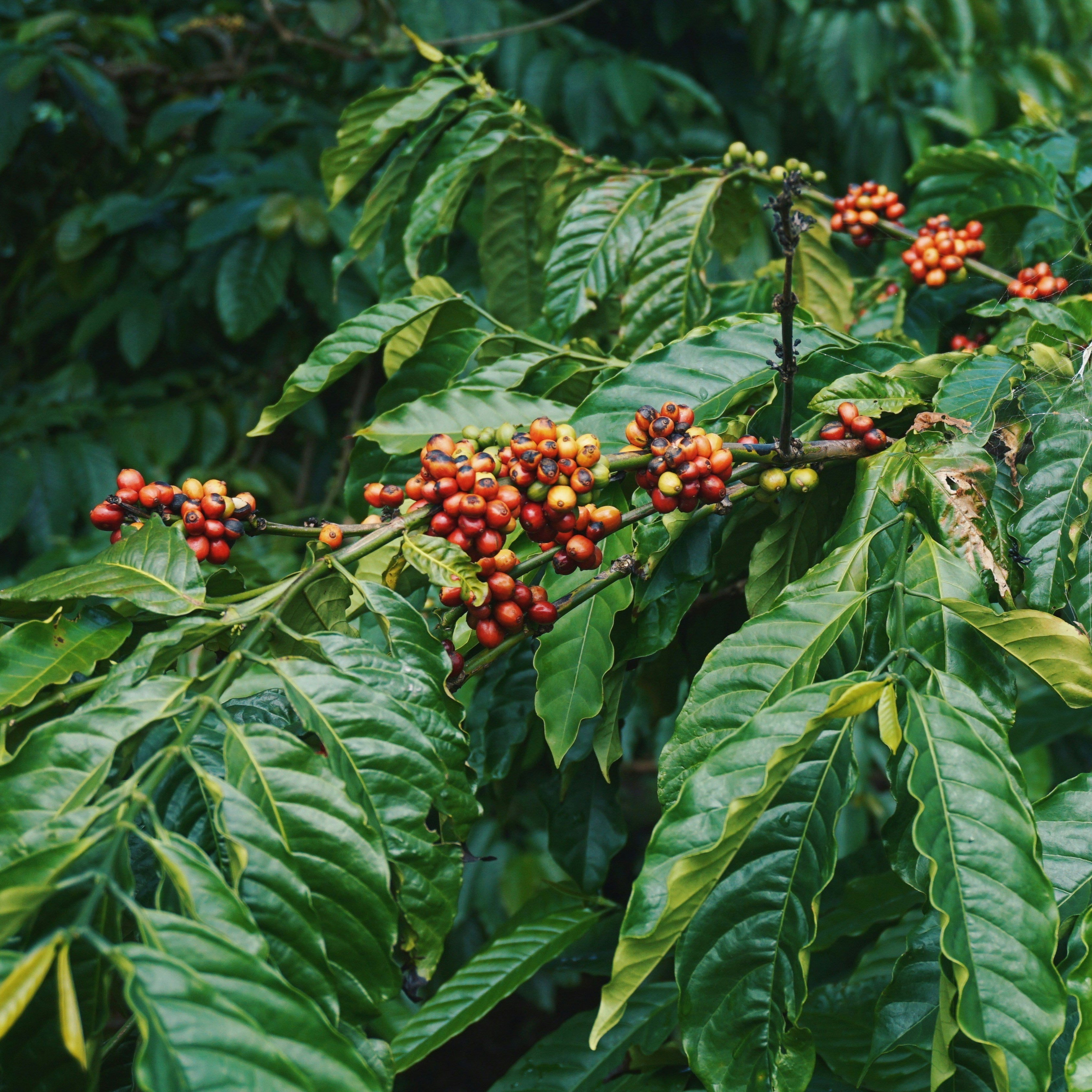 A few branches of a coffee plant with beautiful green leaves that curle along their edges. The branches also have a lot of bright red coffee cherries.