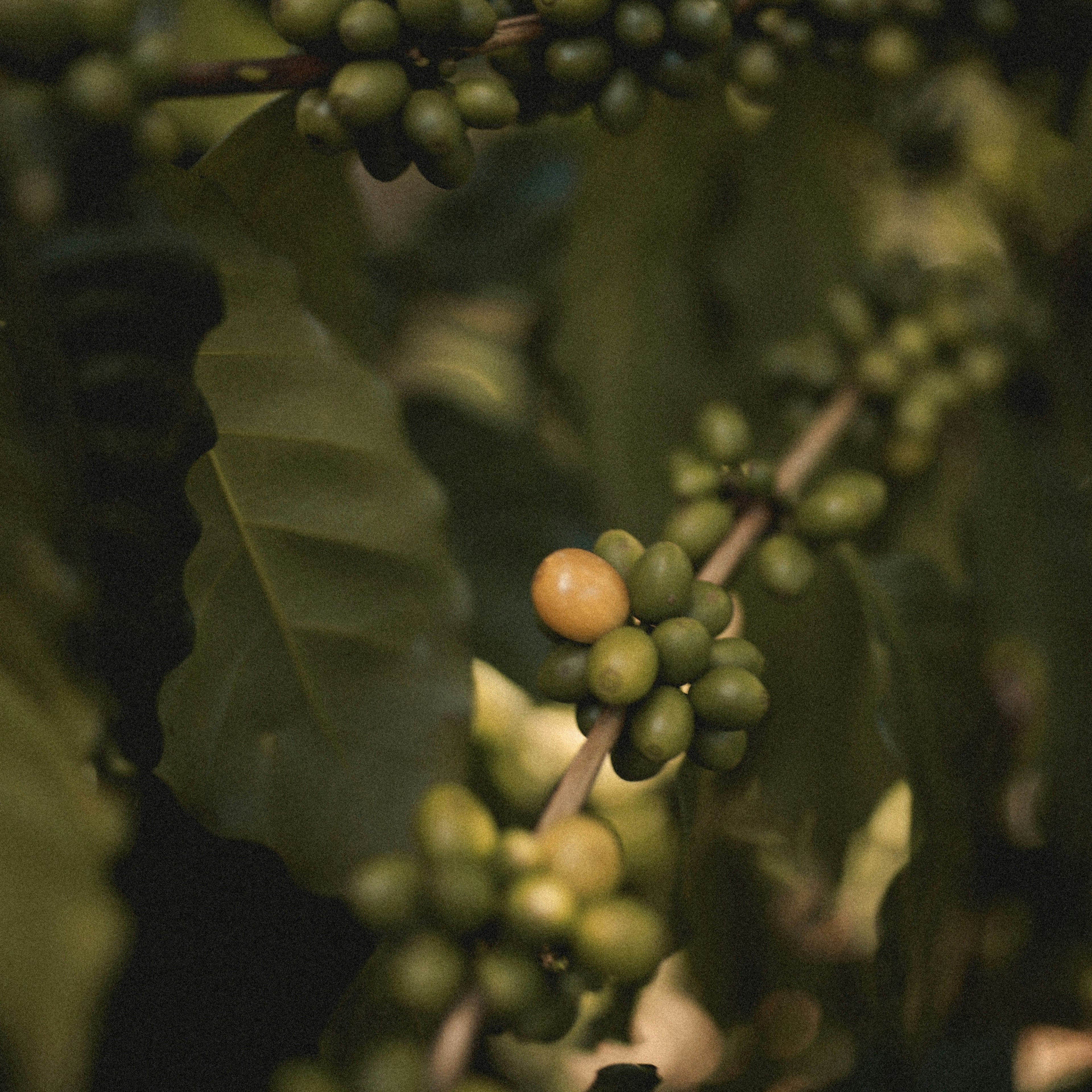 Small groups of green coffee cherries growing along the branches.