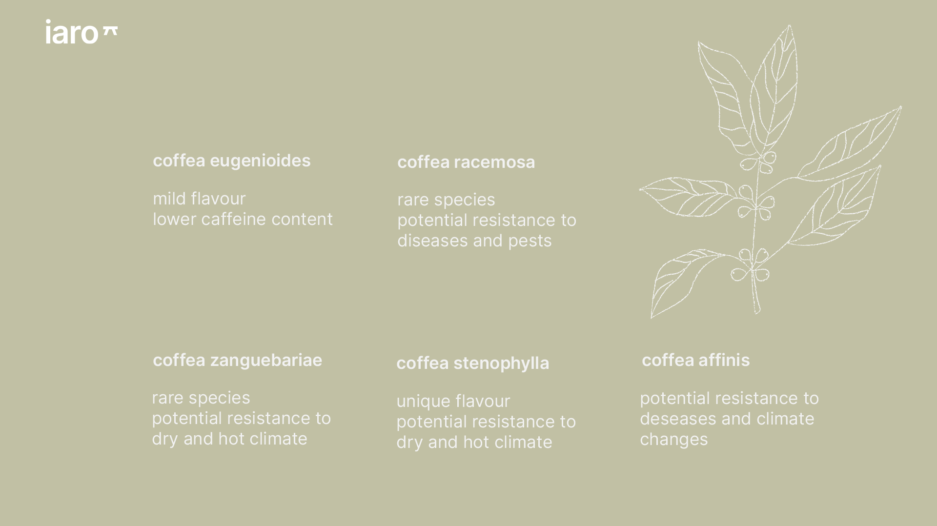 Infographic with escriptions of the coffee plant varieties coffea eugeniodies, racemosa, zanguebariae, stenophylla, affinis as well as a coffee plant illustration